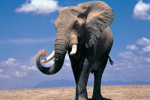 Ciąża na słoniu Ciąża na słoniu